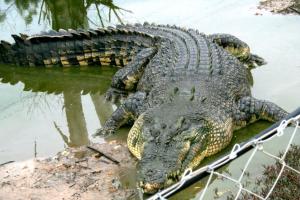 The saltwater crocodile is a man-eating predator.