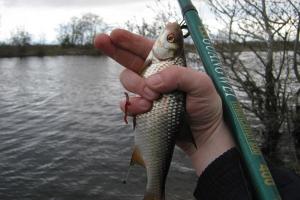 When does bream start biting in the spring?